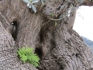 IMG_4578 (Medium)